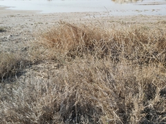 Aeluropus lagopoides