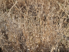 Aeluropus lagopoides