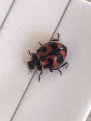 Coccinellidae