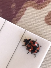 Coccinellidae