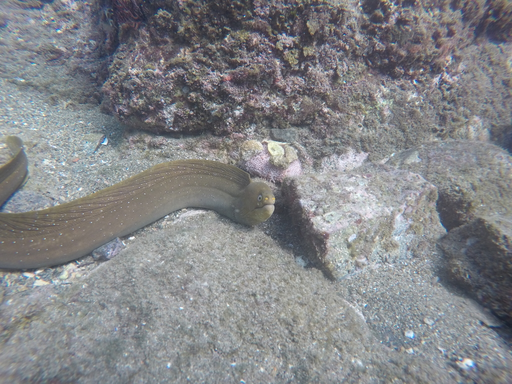 Freckled moray