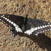Edwards' Swallowtail - Photo (c) Alex Bairstow, some rights reserved (CC BY-NC), uploaded by Alex Bairstow