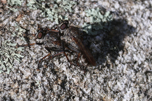 Unknown species found near Federal Hill Trails, 521 Federal Hill Rd #493, Milford, NH 03055, USA