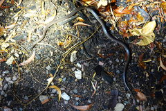 Stegonotus australis