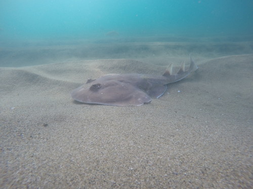 Cortez electric ray (Narcine entemedor) — Narcinidae — 3