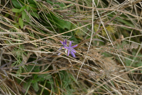 Asyneuma canescens, photograph 1