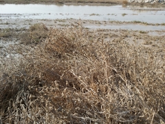 Aeluropus lagopoides