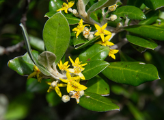 Corokia macrocarpa