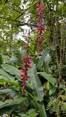 Thunbergia coccinea