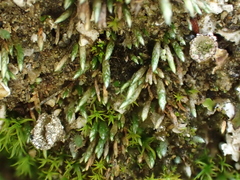 Anomobryum julaceum