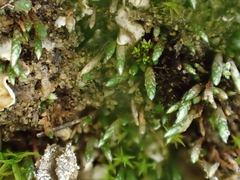 Anomobryum julaceum