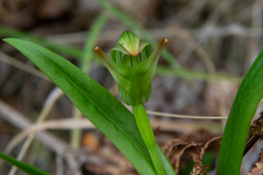 Pterostylis silvicultrix