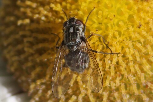 Unknown species found near York, ME, USA