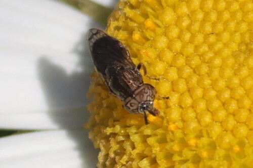 Unknown species found near York, ME, USA