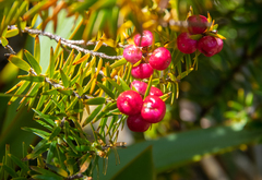 Leptecophylla robusta