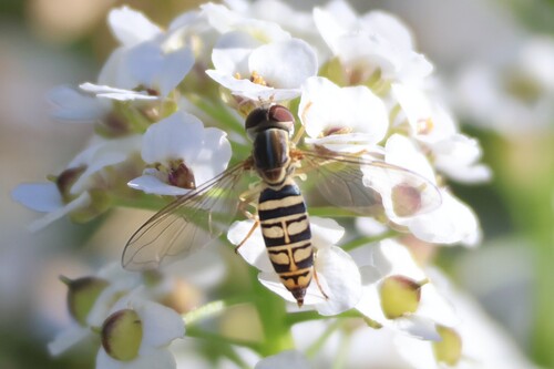 Unknown species found near Ogunquit, ME, USA