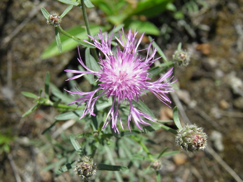 Didžiagalvė bajorė