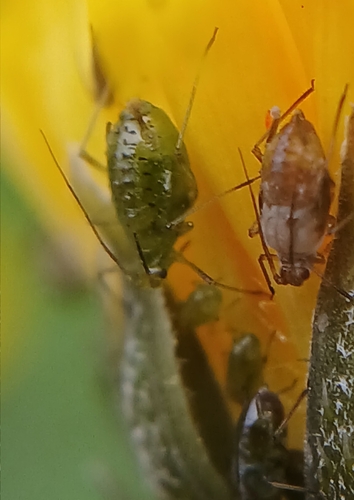 Aphid