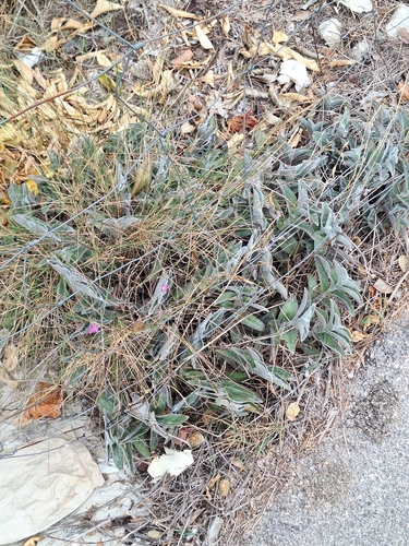 Tradescantia sillamontana (Tradescantia sillamontana)