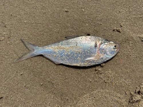 Chinese gizzard shad (Clupanodon thrissa) — Clupeidae — 5