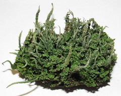 Cladonia cornuta