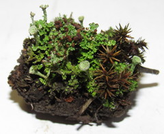 Cladonia phyllophora