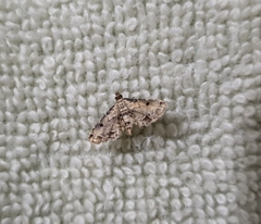 Sufetula