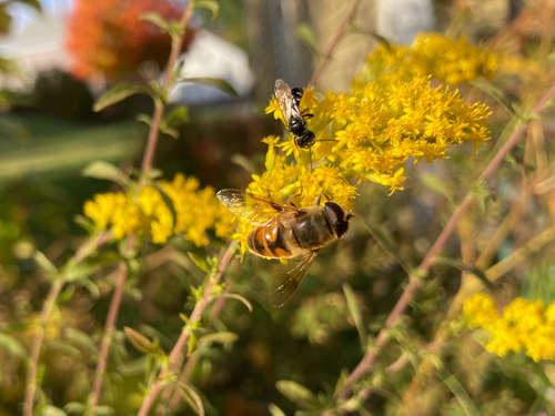 Unknown species found near Wheatley St, Lebanon, NH, US