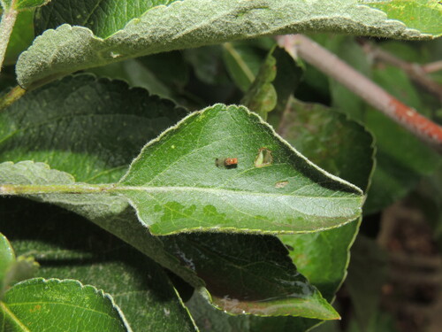 Unknown species found near Washington County, US-OR, US