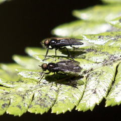 Berisina maculipennis