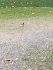 Motacilla alba
