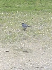 Motacilla alba