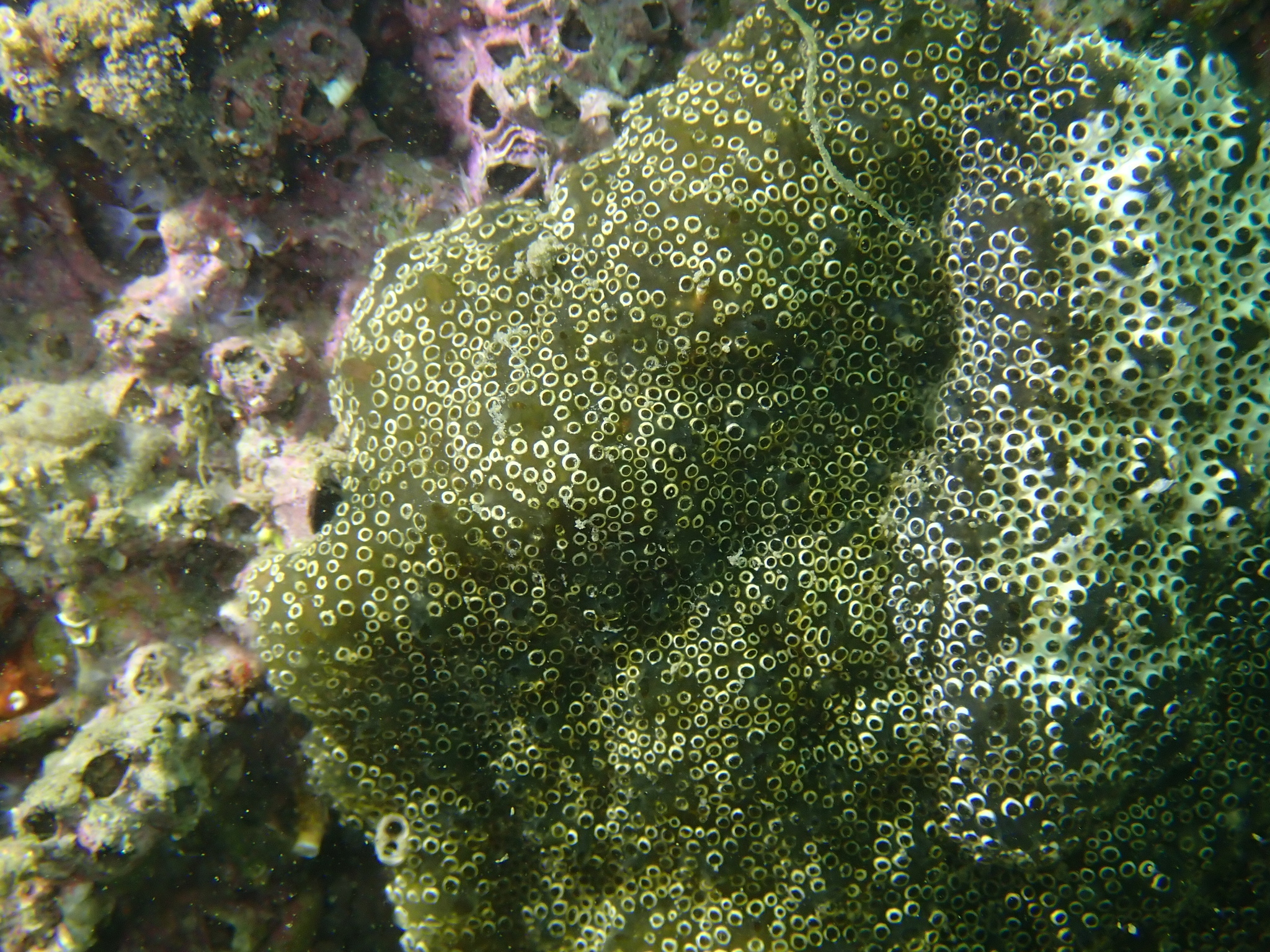 Distaplia bermudensis Van Name, 1902