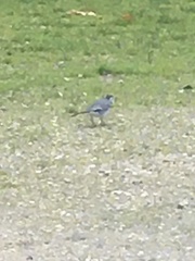 Motacilla alba