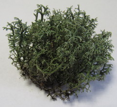 Cladonia arbuscula mitis