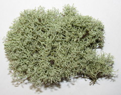 Cladonia arbuscula mitis