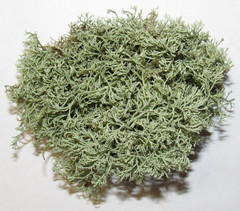 Cladonia arbuscula mitis