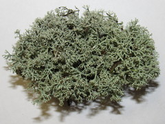 Cladonia arbuscula mitis