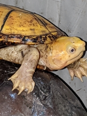 Kinosternon chimalhuaca