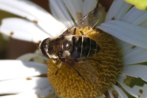 Unknown species found near York, ME, USA