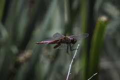 Tramea stenoloba