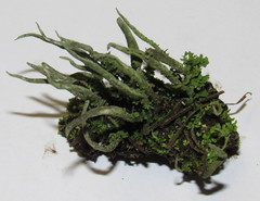 Cladonia cornuta
