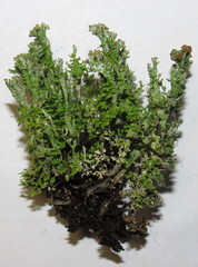 Cladonia phyllophora