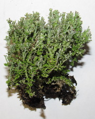 Cladonia phyllophora