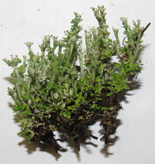 Cladonia phyllophora
