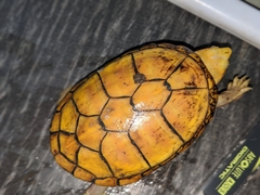 Kinosternon chimalhuaca