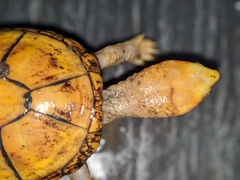 Kinosternon chimalhuaca