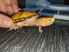 Kinosternon chimalhuaca