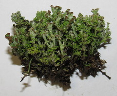 Cladonia phyllophora