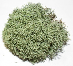 Cladonia arbuscula mitis